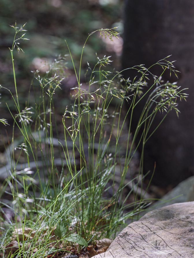 Poaceae: Aira caryophyllea